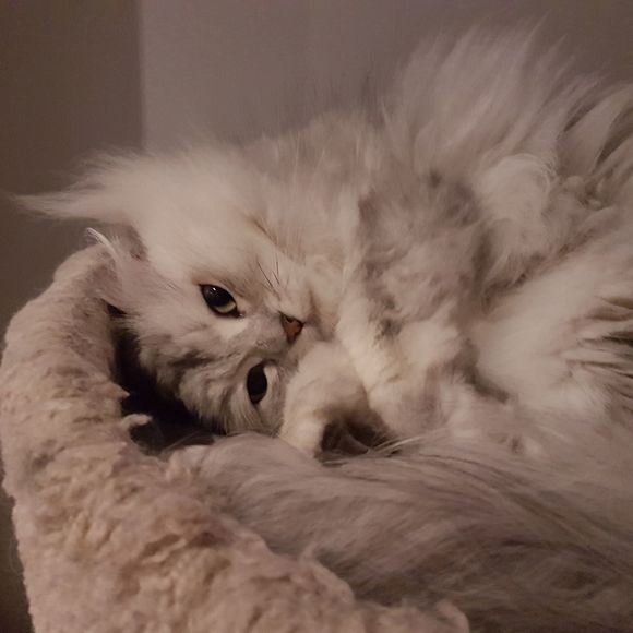 Meet your Posher, Blush - Picture 1 of 1